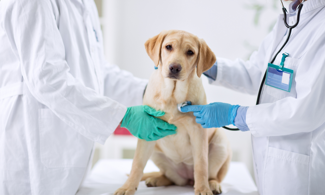 A Labrador Retriever looking anxious while being examined by two veterinarians