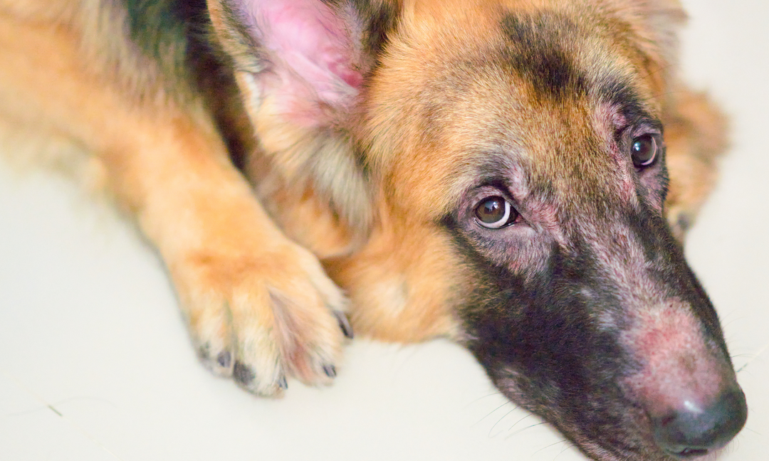 Soothe the Itch: Effective Treatments for Dry, Itchy Skin in Dogs