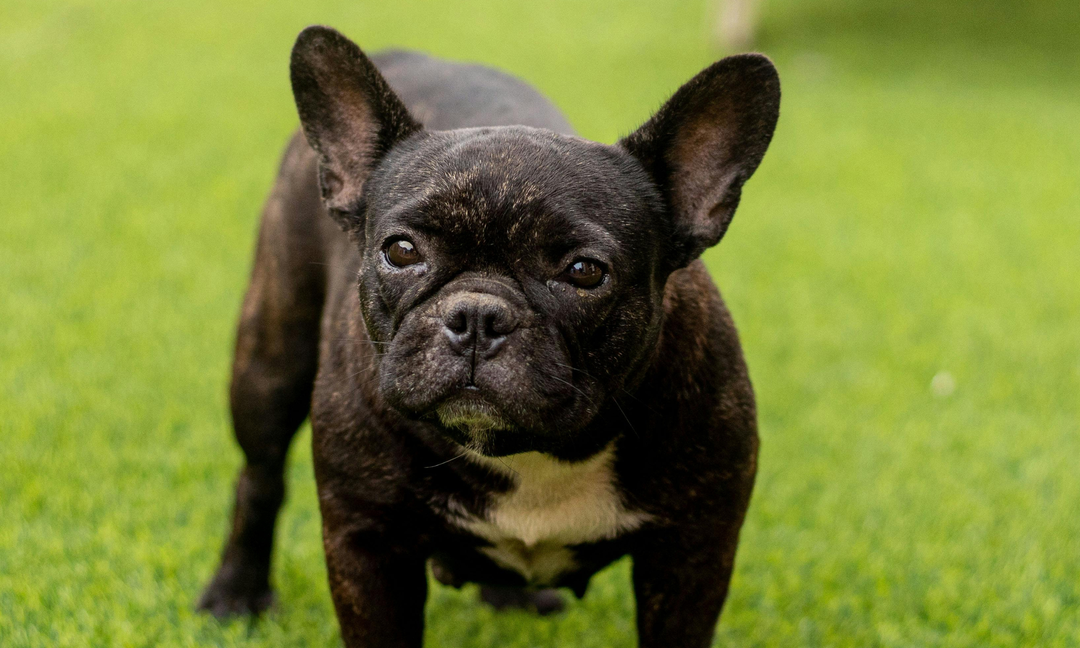 The Secret to a Healthy, Happy Frenchie? Gut-Safe Multivitamins with Immune Support