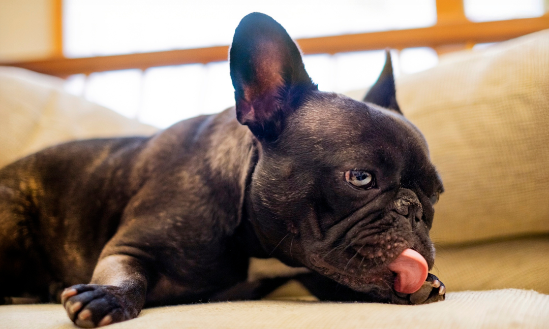 French Bulldog Allergies: Natural Ways to Soothe Itching, Redness, and Tummy Upsets