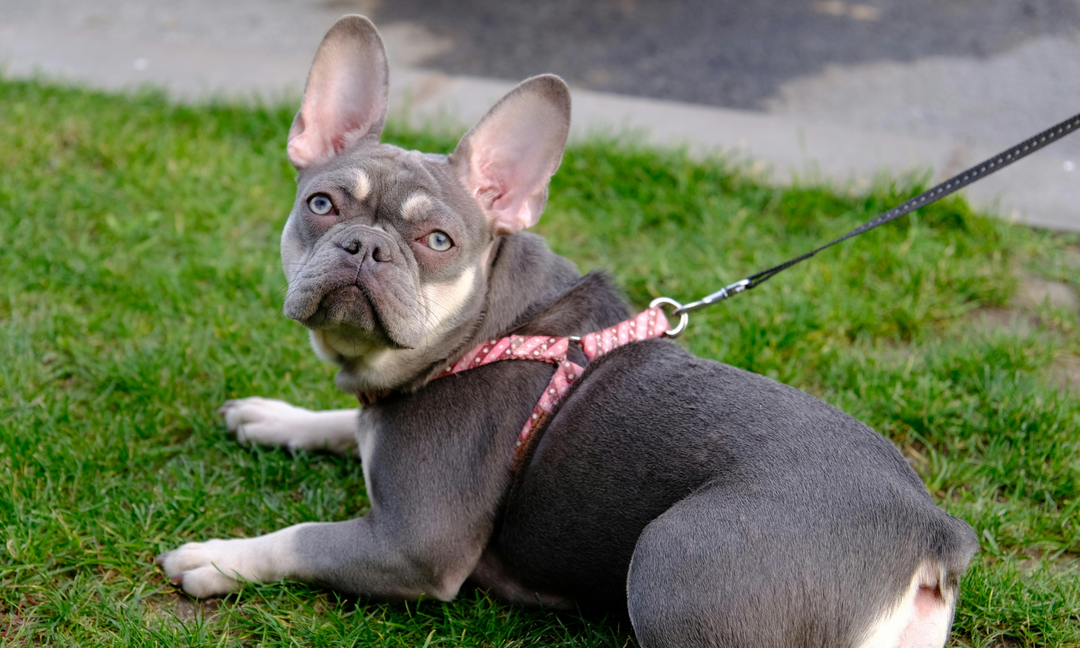 French Bulldog Probiotics: Why Gut Health Matters for This Allergy-Prone Breed