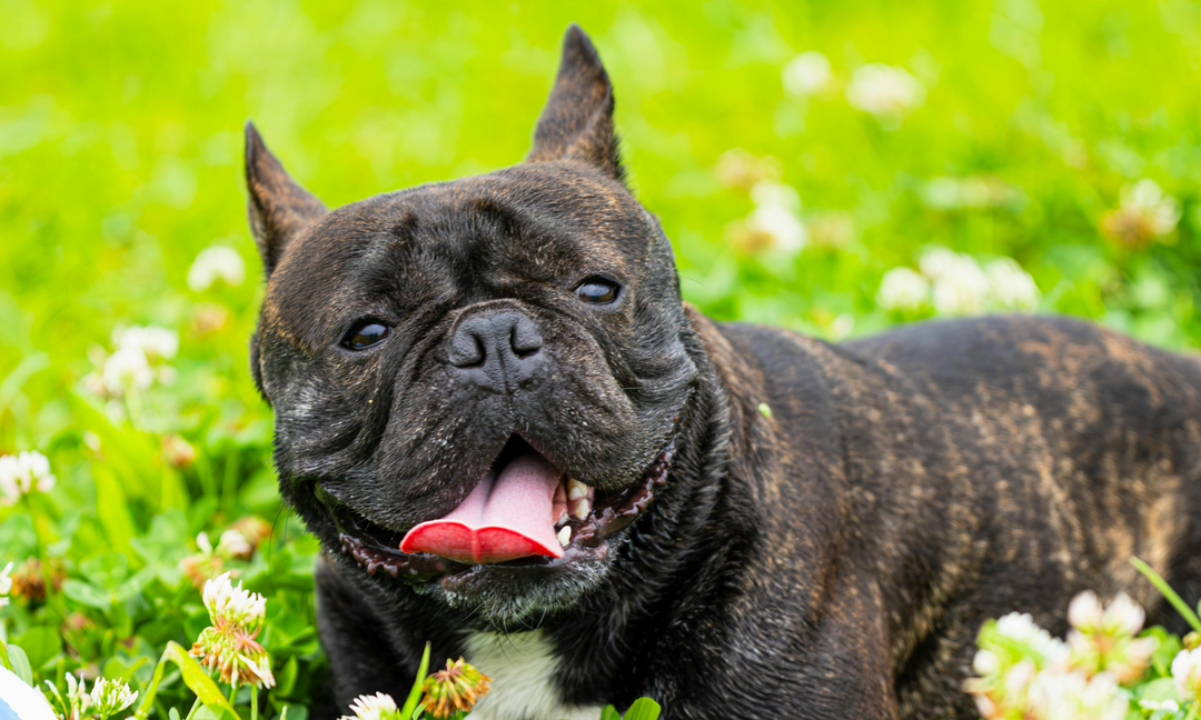 Best Gut Health Supplements for Dogs With Allergies, Gas or Inflammation