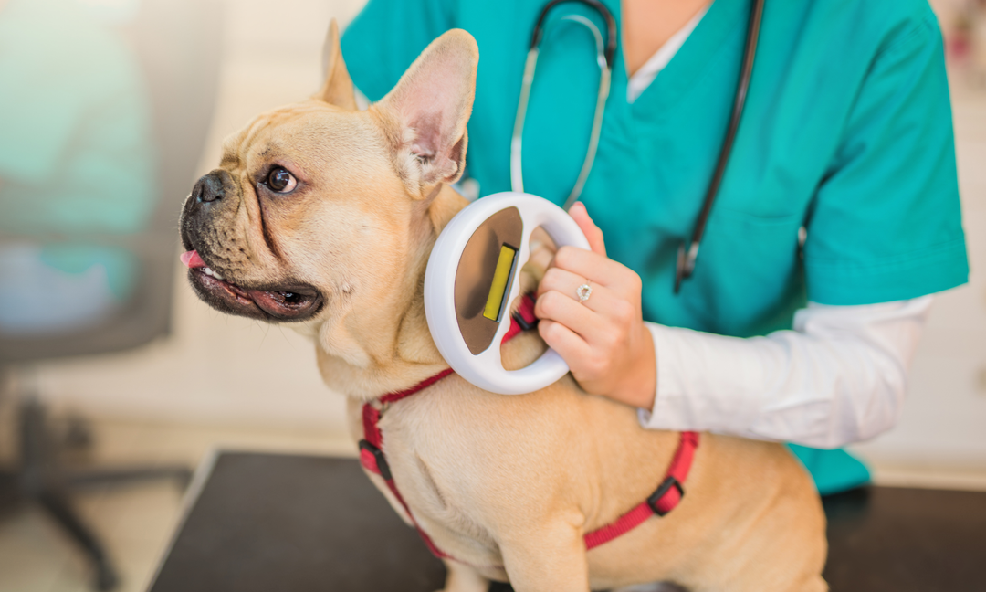 French Bulldog Skin Issues Explained: From Paw Licking to Food Sensitivities