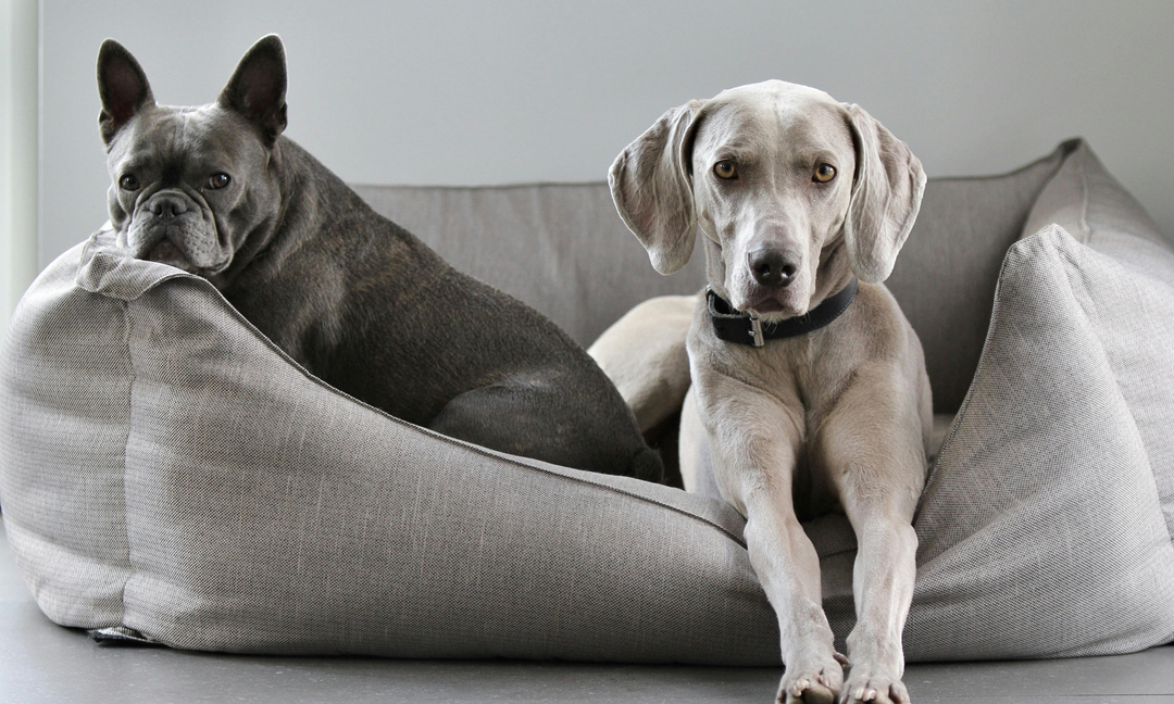 Why Your Dog's Gas, Anxiety and Itchy Skin Might All Share One Root Cause