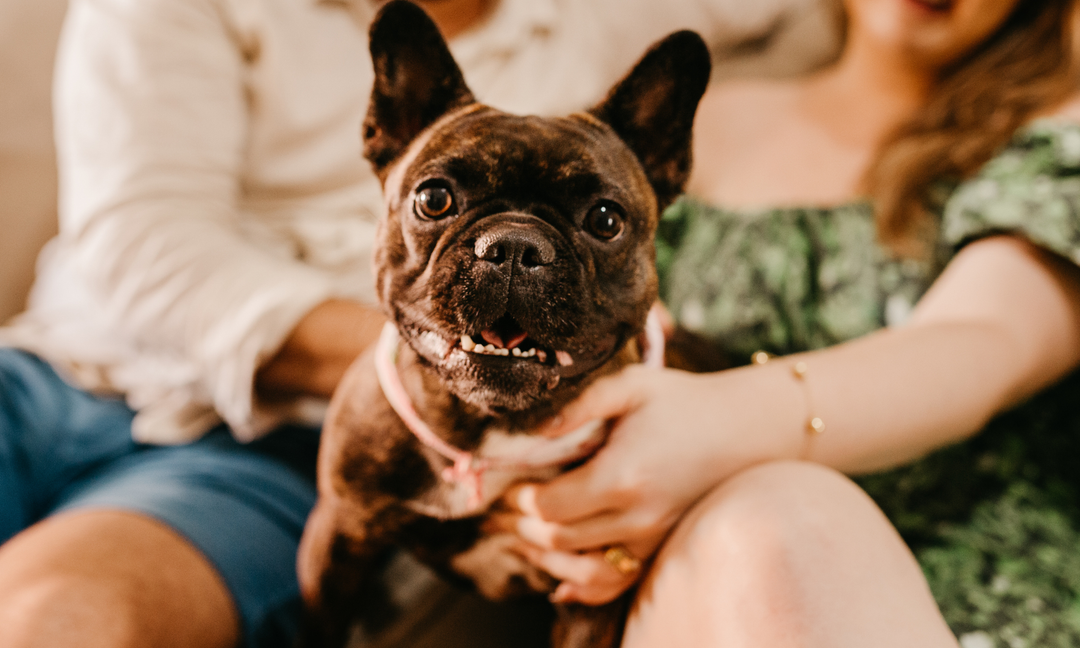 Signs of Stress and Anxiety in Dogs: A Complete Guide for First-Time Pet Parents