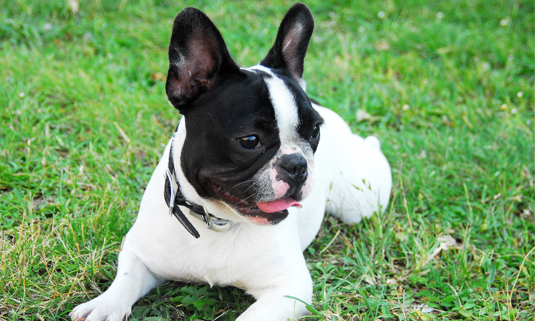 French Bulldog Wellness Made Easy: Skin, Digestion, and Calm Support in One Scoop