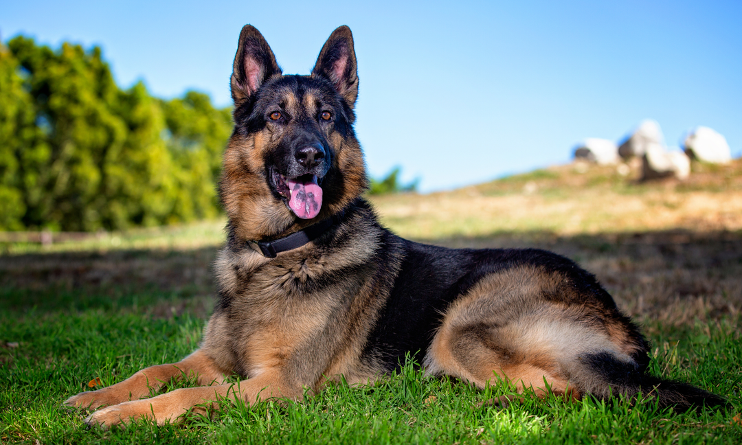 Do Probiotics Work for Dogs on Antibiotics? What Every Pet Parent Should Know