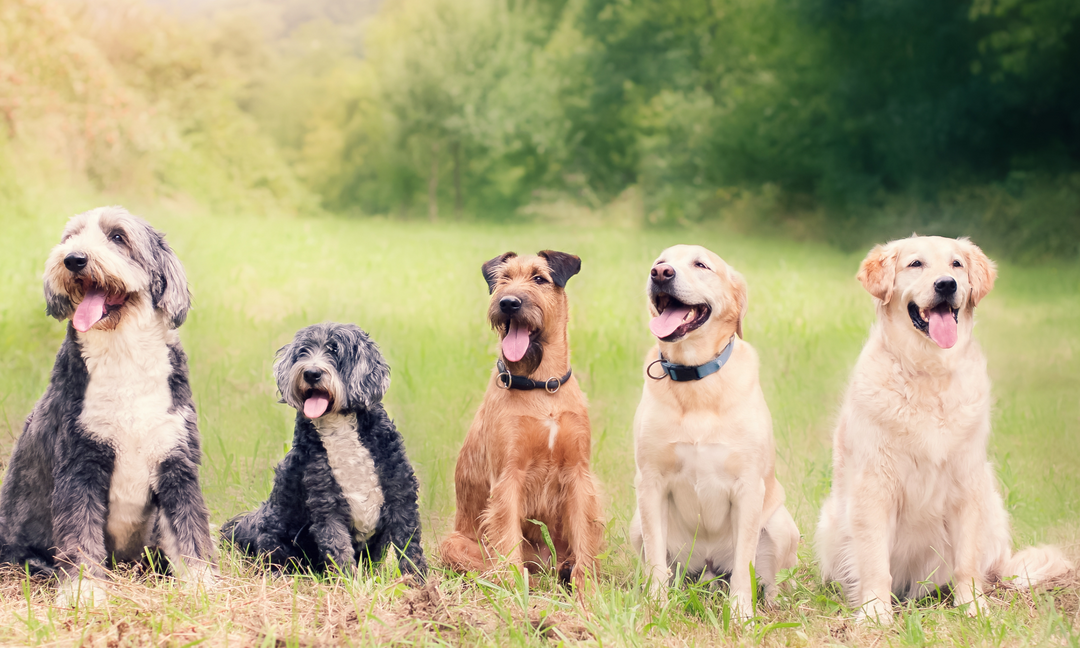 Why the Best Canine Multivitamins Combine Joint, Skin, and Gut Support in One