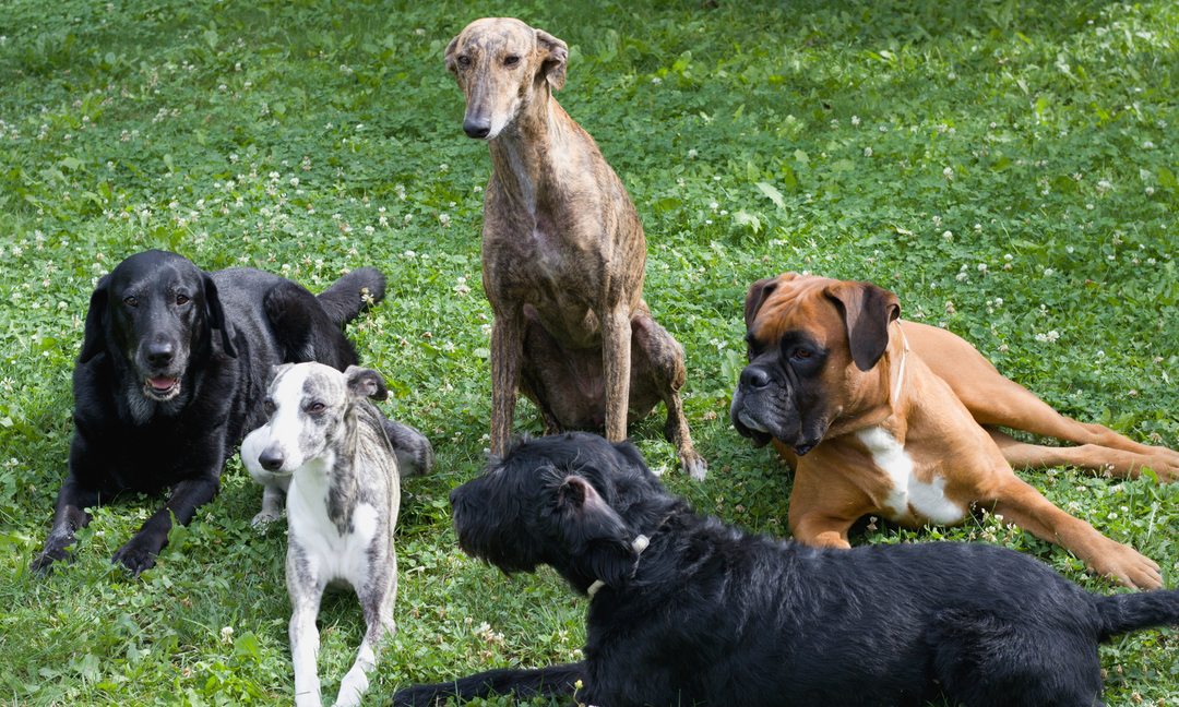 The Best Multivitamins for Dogs: How to Choose the Right One for Your Breed