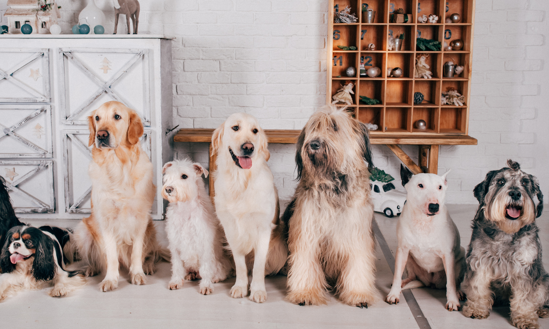 From Puppy to Senior: Choosing the Best Canine Multivitamin Supplements by Breed