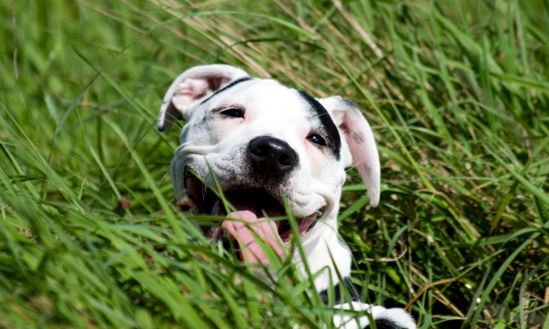 A happy American Staffordshire Terrier lying in tall green grass with its tongue out, expressing playfulness, vitality, and well-being.