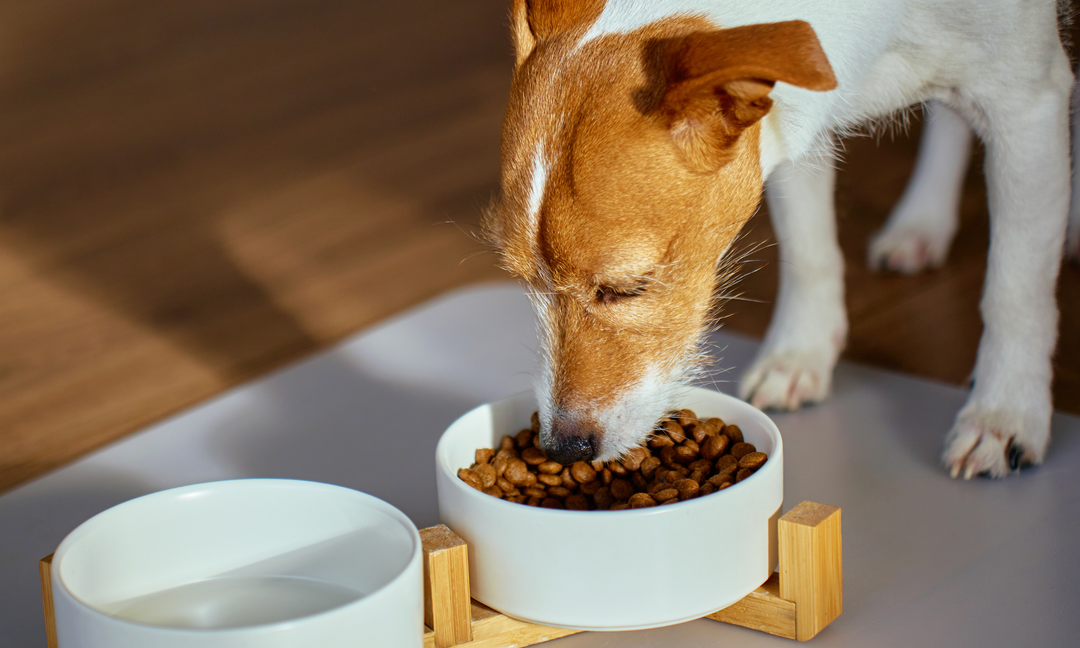 Daily Multivitamins for Dogs: Can They Really Improve Skin, Paws and Coat Health?