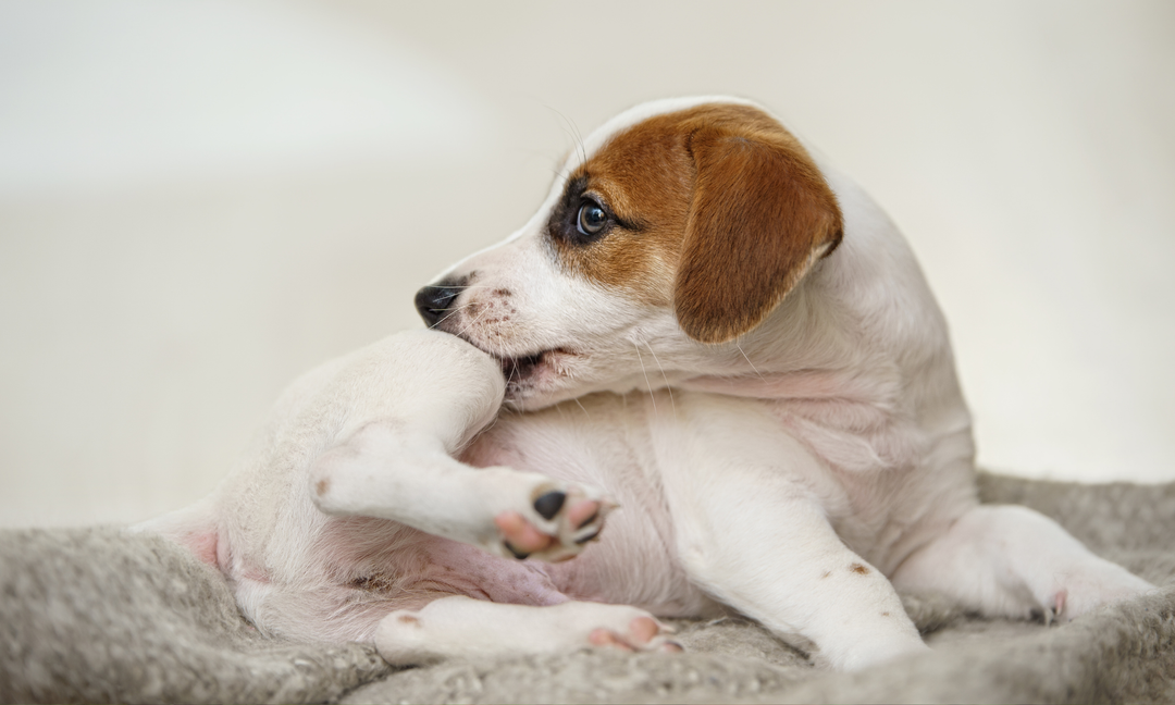 Dog Pollen Allergies: Signs Your Pooch May Be Reacting to Seasonal Changes