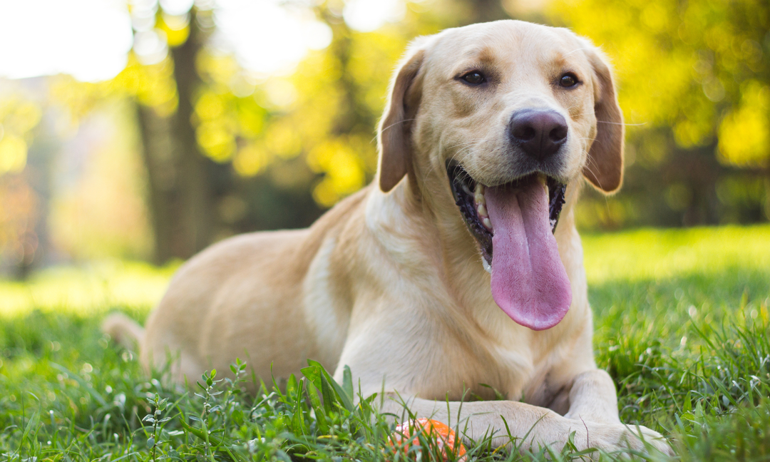 Healthy Labrador Tips: Weight, Joints, Skin and Gut Health Explained