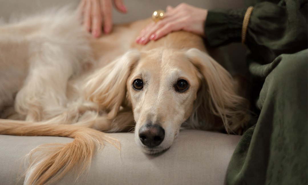 From Grass to Food Allergies: What's Triggering Your Dog's Itchy Skin?