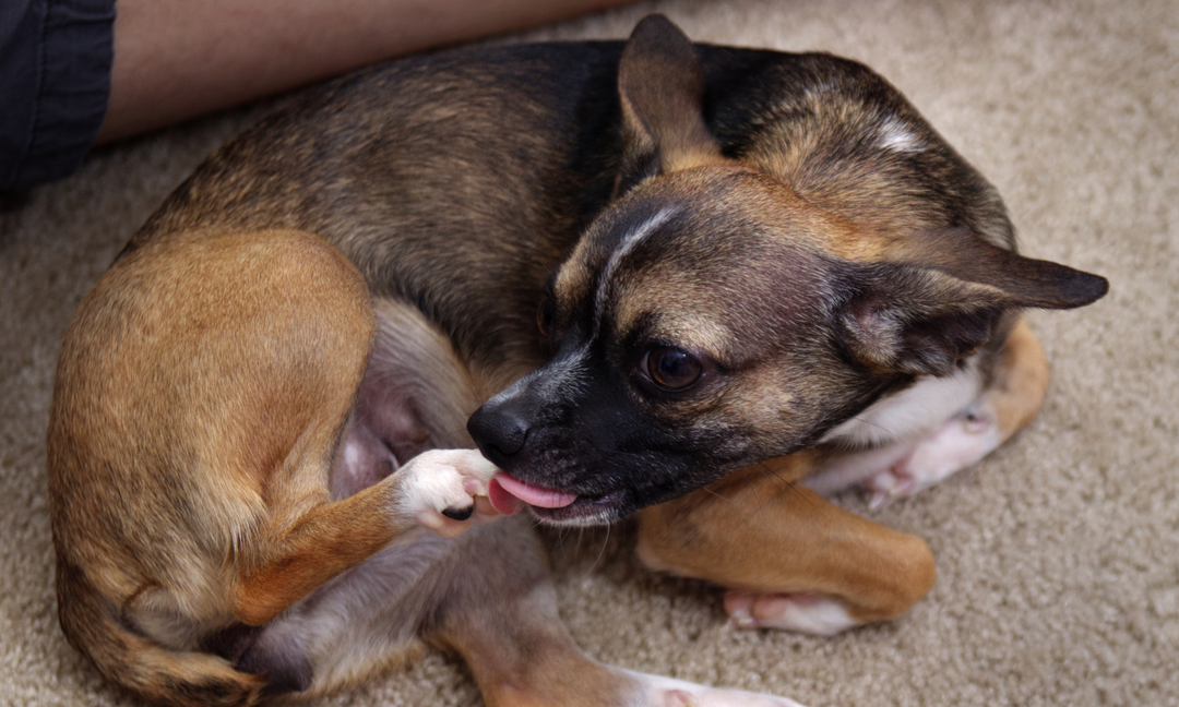 Dog licking its paw due to irritation—possible sign of allergies, skin condition, or anxiety.