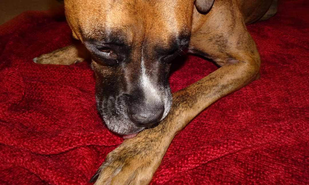Close-up of an American Staffordshire Terrier licking its paw, possibly due to allergies, skin irritation, or anxiety.