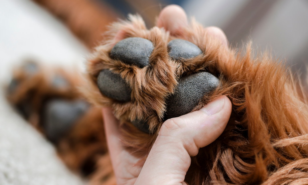 Close-up of a dog's paws 