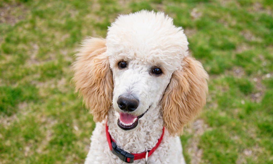 Dog Seasonal Allergies Treatment: Natural Ways to Soothe Itchy Skin