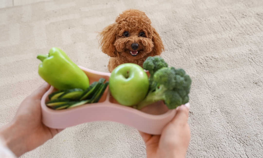 Best Multivitamin Powder for Dogs Who Turn Their Nose Up at Food