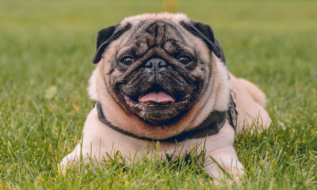 Lactobacillus for Dogs: What It Is and Why Your Pup's Gut May Be Missing It