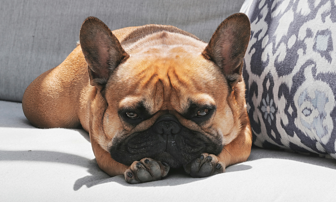 Is Your Pug Showing Signs of Stress or Anxiety? A Gentle Guide for Worried Owners