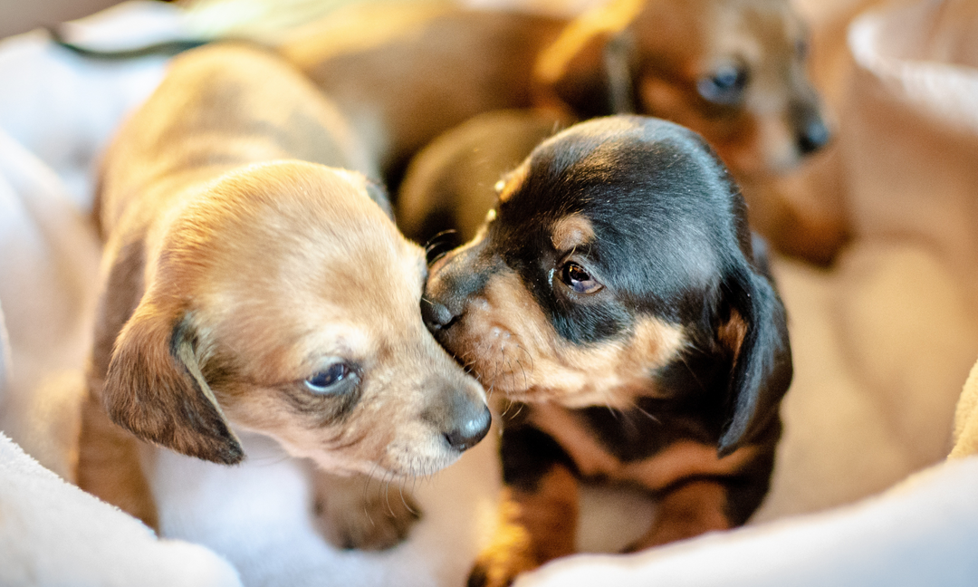 Two playful Dachshund puppies cuddling closely, symbolizing the importance of proper nutrition and multivitamins for healthy puppy growth.