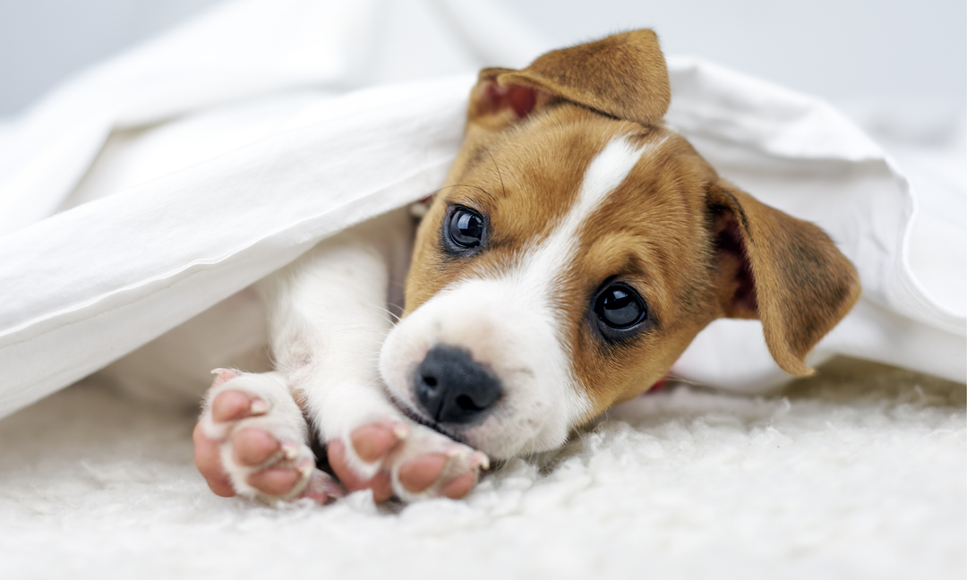 Puppy Separation Anxiety: Gentle Ways to Help Your Pooch Feel Secure