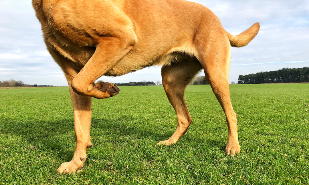 5 Signs Your Dog May Have a Joint Problem (And What to Do About It)