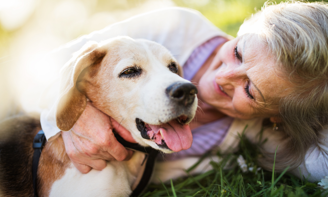 Best Multivitamin for Older Dogs: Keeping Senior Joints Moving