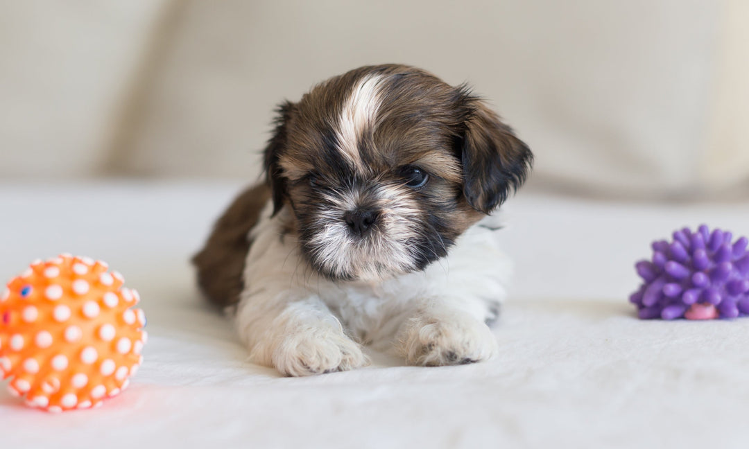 Red, Itchy Paws in Dogs: How Allergies, Gut Health and Anxiety Are Connected