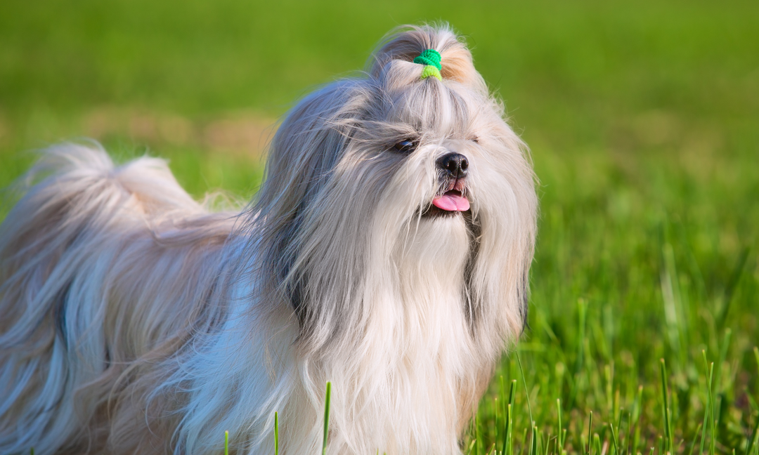 Shih Tzu Wellness 101: How Vitamins and Probiotics Help With Coat, Mood, and Tummy