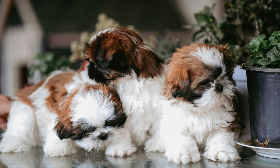 Multivitamins and Gut Health Products Loved by Dachshund and Shih Tzu Parents