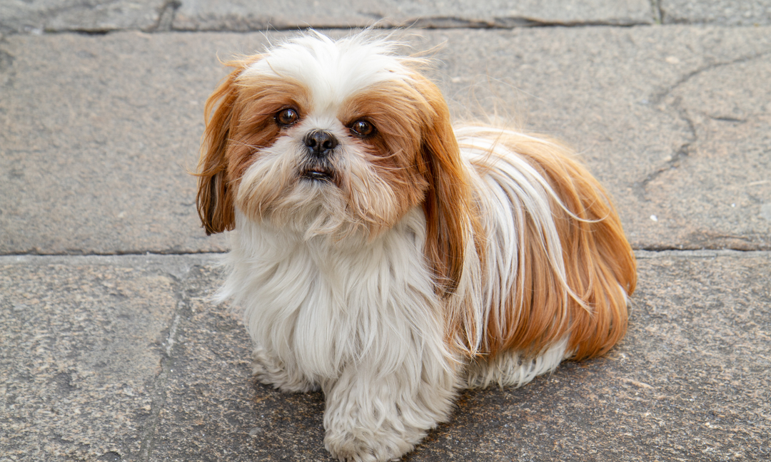 Why Your Shih Tzu-Maltese Mix Needs a Tailored Multivitamin for Gut and Coat Health