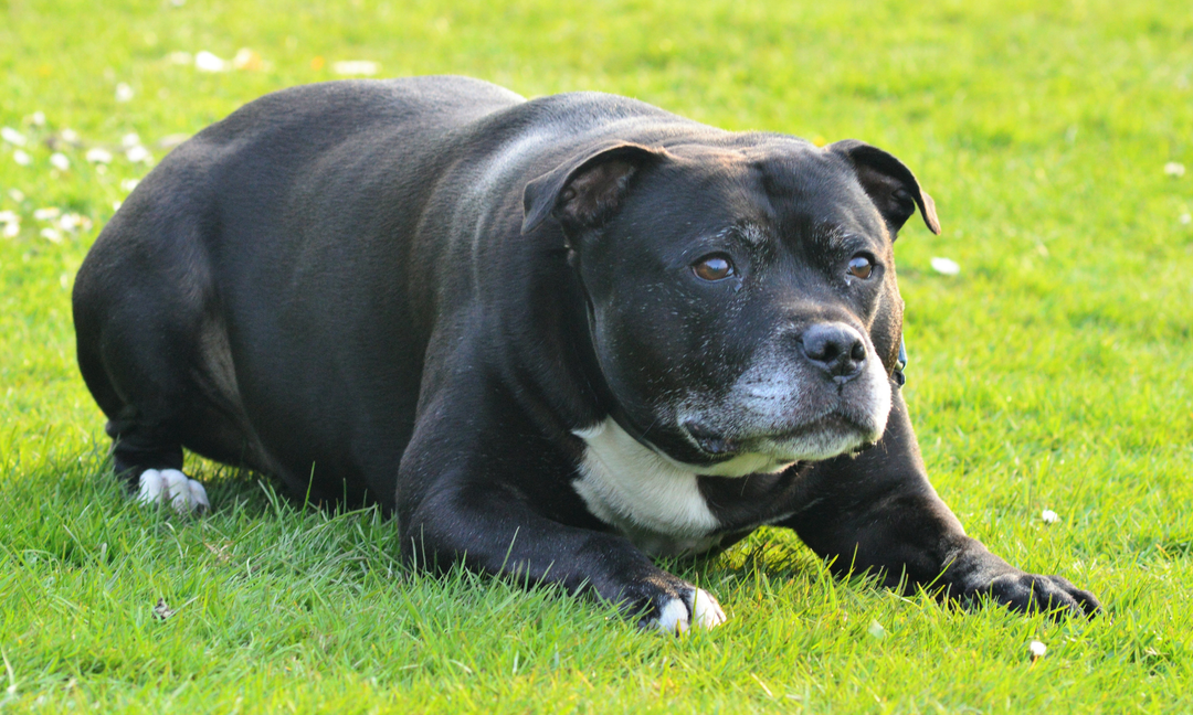 Common Allergies in Bull Breeds and Why Staffies Are Especially Sensitive