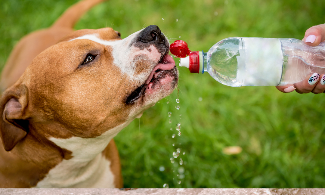 Staffy Staffordshire Bull Terrier Care Guide for First-Time Owners
