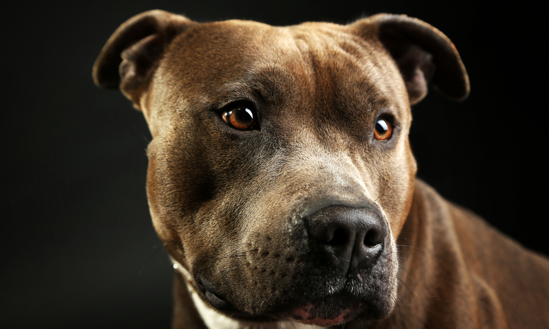 Is Your Staffy Slowing Down? The Right Vitamins Can Help With Joint and Gut Balance
