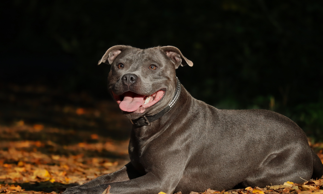 Staffy Health Problems Explained: Skin, Joints, Allergies and Digestion