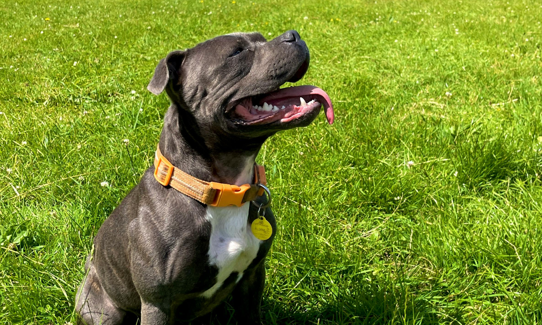 Why Staffies Are Prone to Itchy Skin (And What You Can Do to Help)