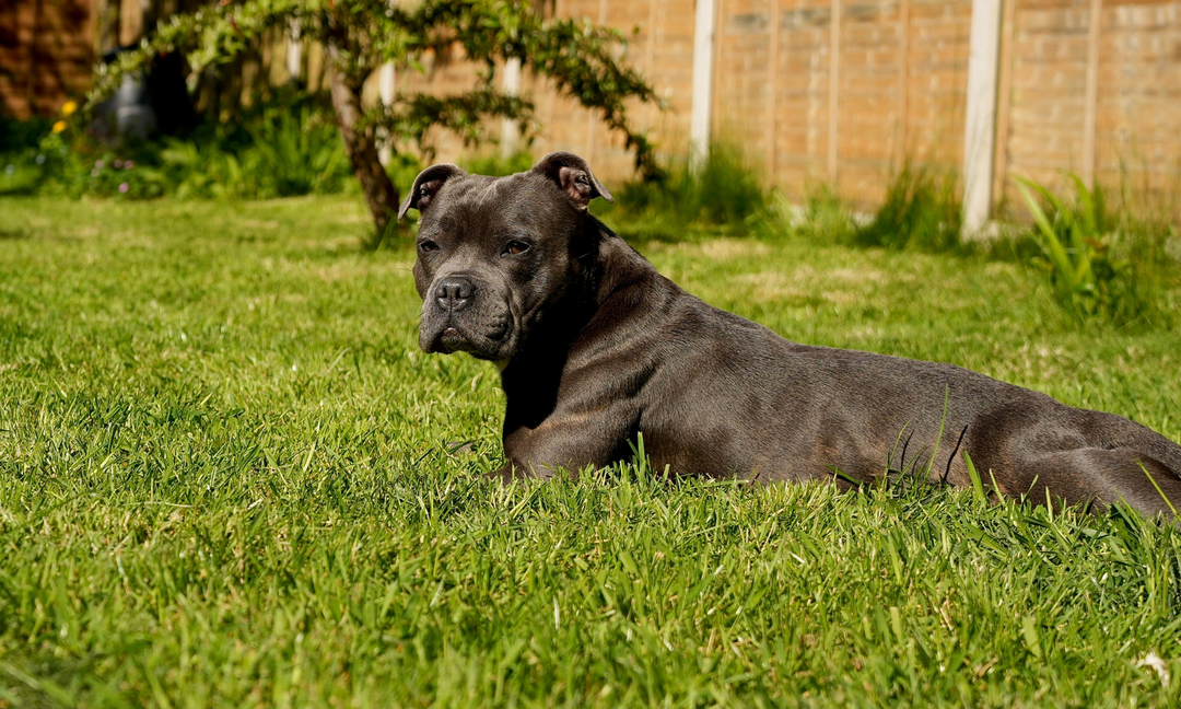 Staffy Paw Licking: Causes, Allergies and Natural Ways to Support Your Dog
