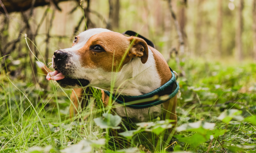 Understanding the Advantages of Probiotics for Dogs with Gut and Skin Issues