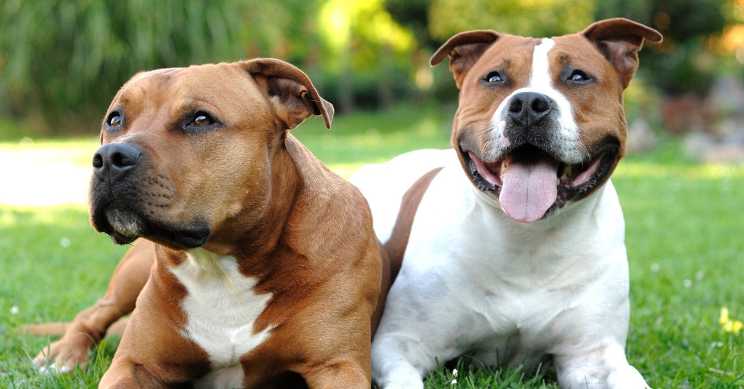 From Allergy Shots to Supplements: Understanding Your Staffy's Treatment Options