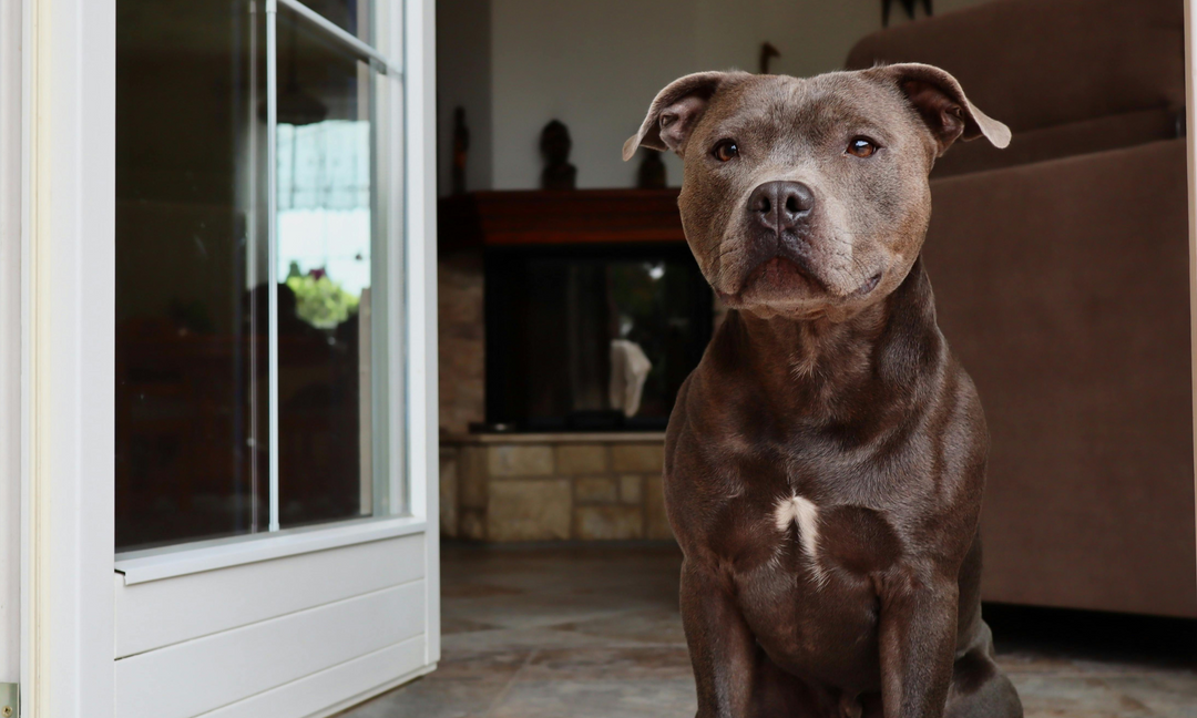 A blue Staffordshire Terrier sitting quietly indoors near a glass door, gazing ahead with a tense and anxious expression