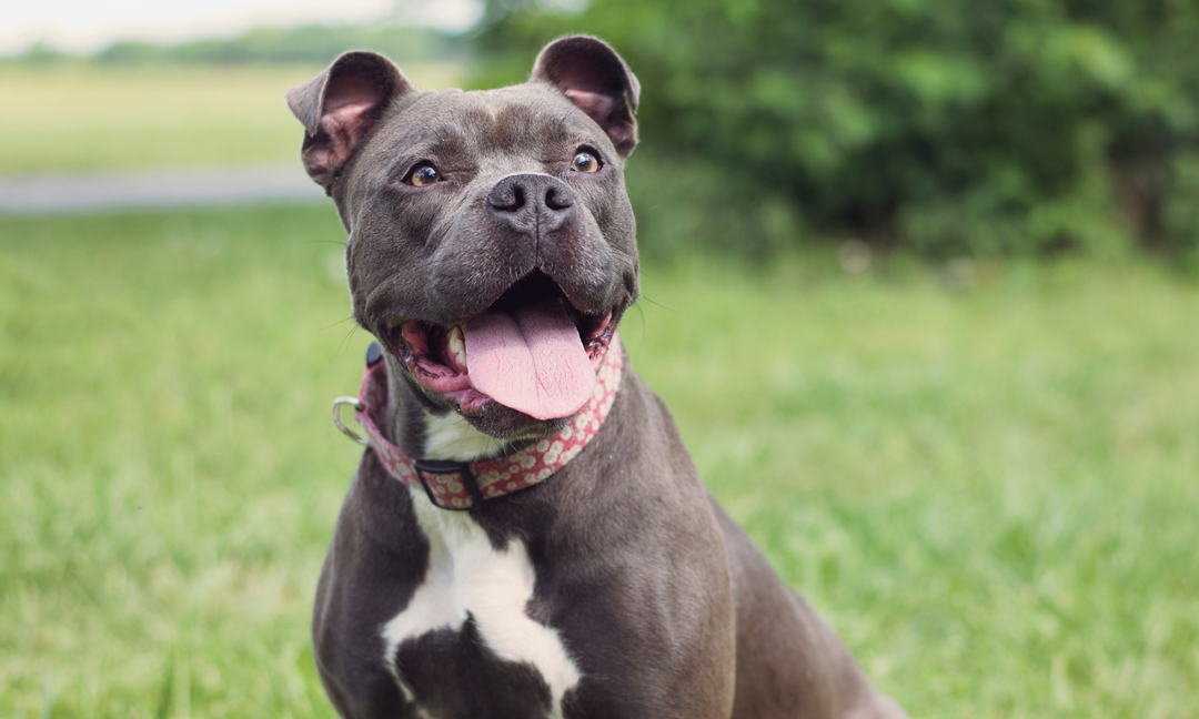 Staffordshire Bull Terrier Temperament: How Nutrition Supports Calmness and Behaviour