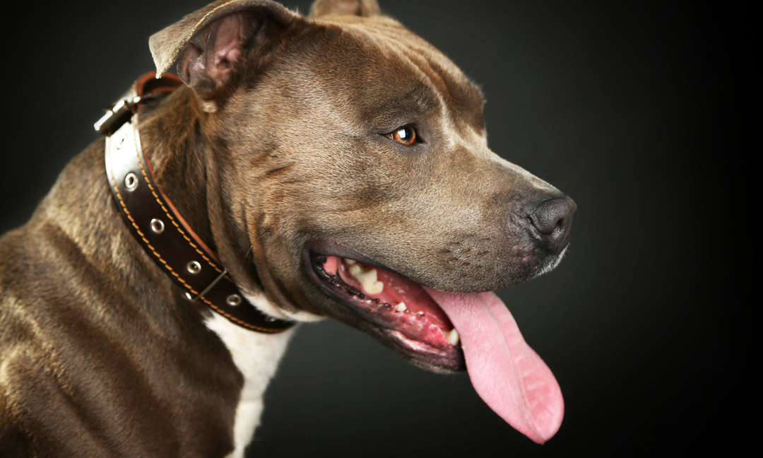 A side profile of a healthy Staffordshire Bull Terrier with a shiny coat and tongue out, set against a black background symbolising wellness and strength.