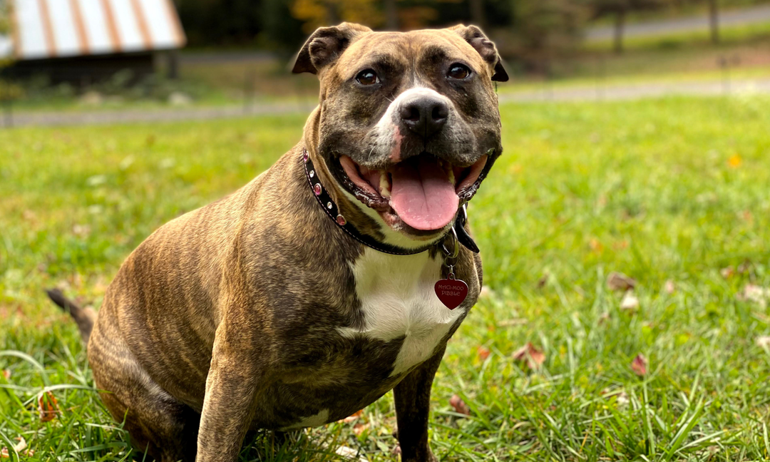 A Complete Guide to Vitamins for Dogs: Strong Bones, Healthy Guts, and Shiny Coats