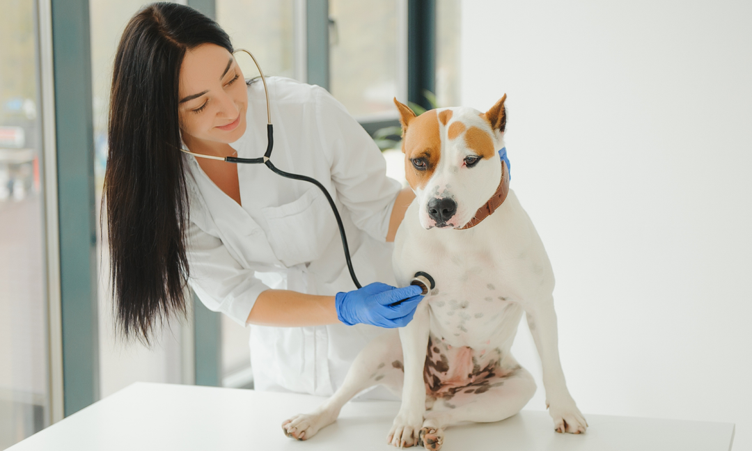 The Gut–Skin Connection in Dogs: Why Healthy Digestion Means Healthier Skin