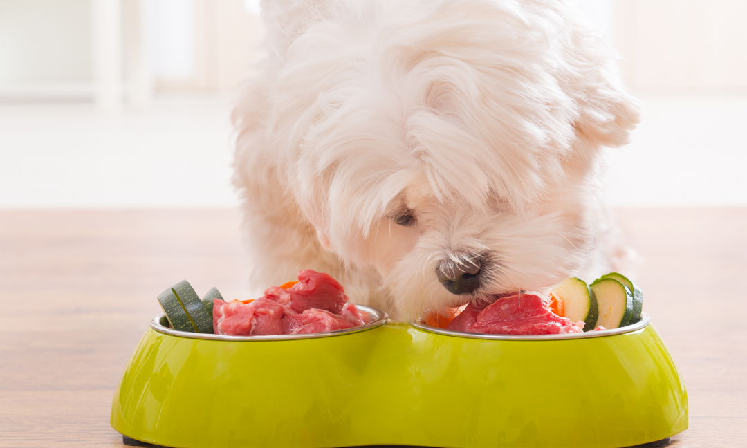 White fluffy dog eating a fresh meal of meat and vegetables from a green bowl, representing healthy gut nutrition and probiotic support for dogs.