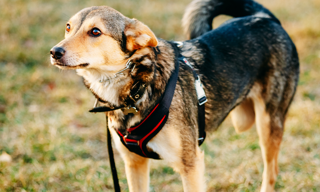Arthritis Relief for Dogs: How Anti-Inflammatory Probiotics Can Help Ease the Ache