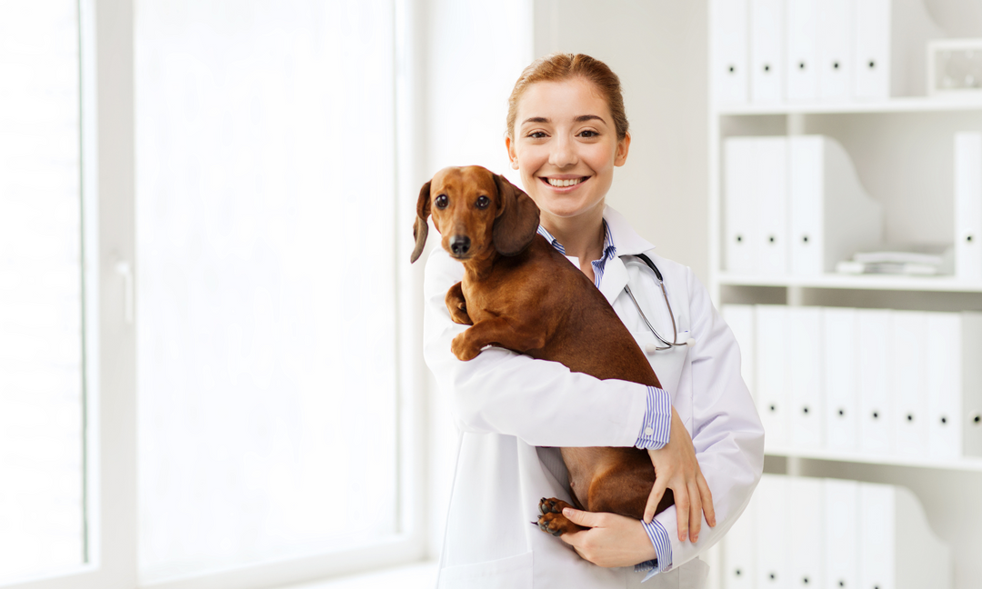A caring veterinarian gently hugging a nervous dog, providing comfort and reassurance during a check-up.